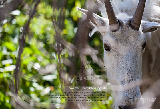 July 2013 Calendar desktop Mountain Goat - Lech Naumovich Photography