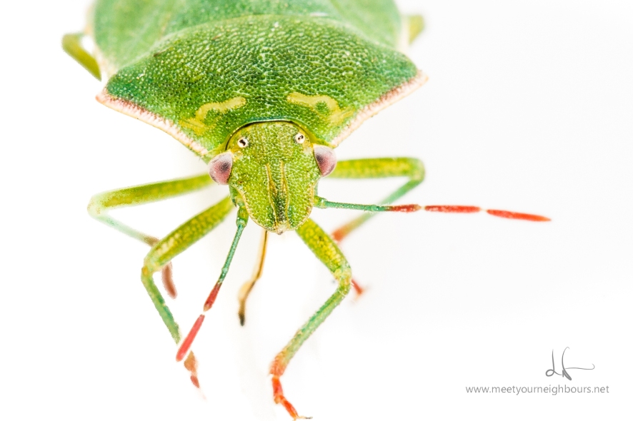 Stinkin' Green Bug - Genus Chinvara - MYN - Lechphoto-com