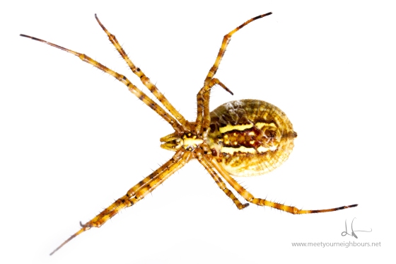 Banded garden spider - Argiope trifasciata - bottom- MYN 2